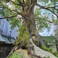 Dazaifu Tenmangu Shrine