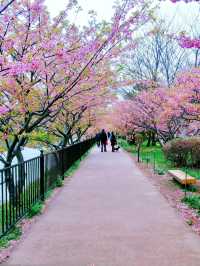 伊豆🌸河津櫻🌸伊豆仙人掌動物園🌸2天遊