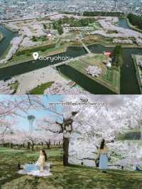 จุดชมซากุระHakodate