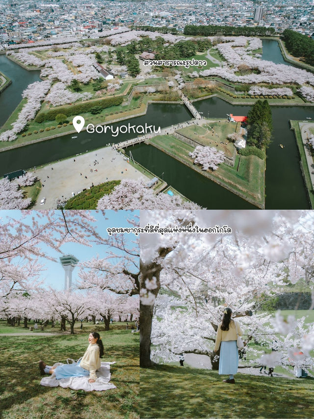 จุดชมซากุระHakodate