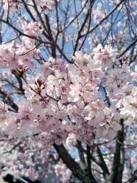 私房景點！大阪狹山池公園的櫻花絕景🌸