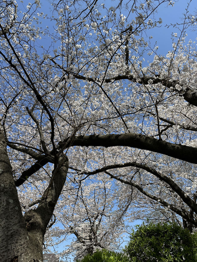 日本福岡｜最早開跑的櫻花季你準備好了嗎？