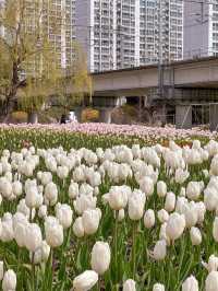 부산 봄나들이 가기 좋은 튤립 명소 추천🌷