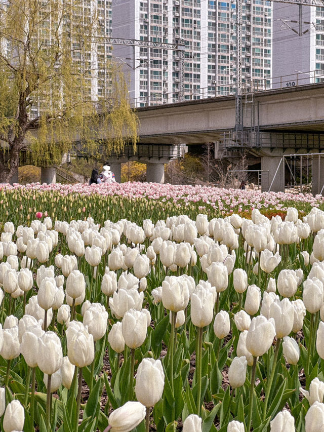 부산 봄나들이 가기 좋은 튤립 명소 추천🌷