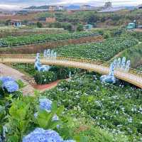 Blooms and Bliss: Discovering Dalat’s Hydrangea Garden"