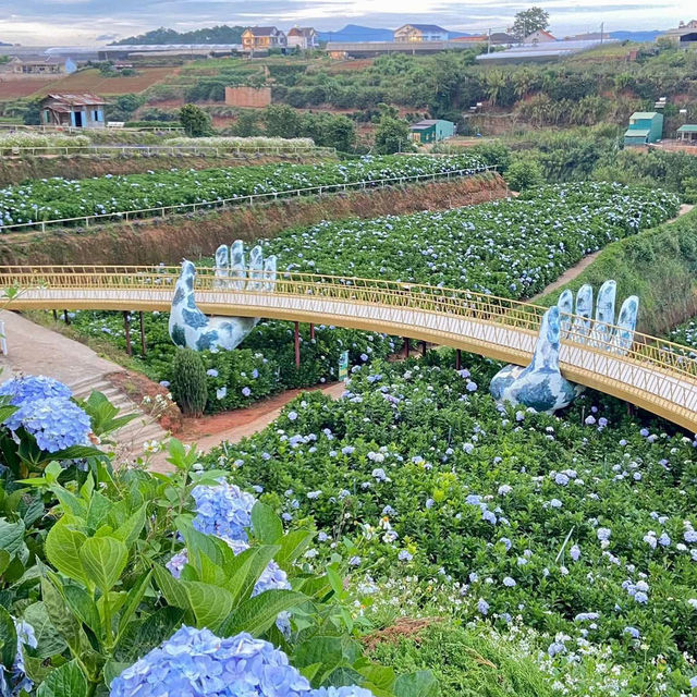 Blooms and Bliss: Discovering Dalat’s Hydrangea Garden"