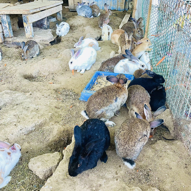 봄에 가기 좋은 여주 <은아목장> 🌱