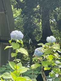 東京｜都市叢林的一方恩賜 百年前戰場變身上野動物園