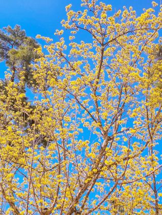 A Beautiful Day at the Icheon Sansuyu Flower Festival
