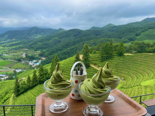 보성여행시 꼭 들러봐야한다는 녹차밭💚