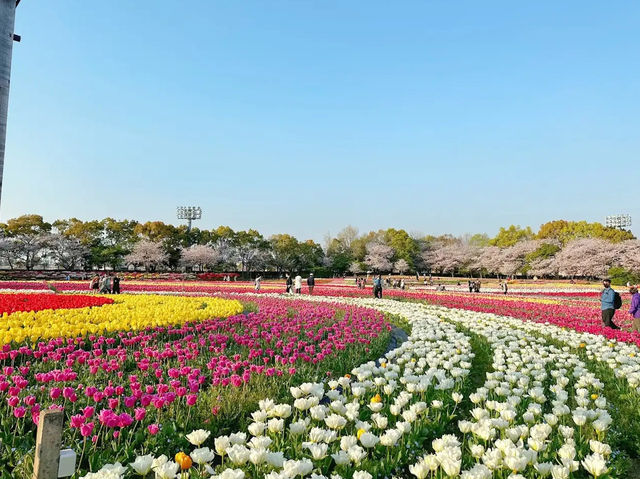 สวนดอกบ๊วย Nabana No Sato