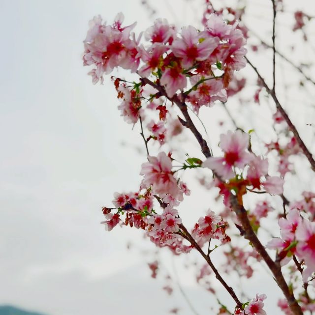 城門河畔與盛開的櫻花🌸