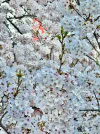 🌸 **南川洞櫻花路遊覽觀賞分享** 🌸