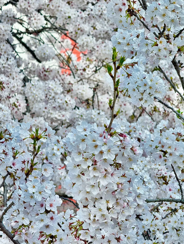 🌸 **南川洞櫻花路遊覽觀賞分享** 🌸