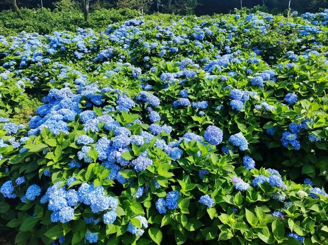 萬里高家繡球花田