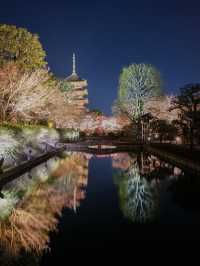 1000円で見れる絶景！春の訪れ🌸 京都と言えばド定番のココ‼️｢東寺｣