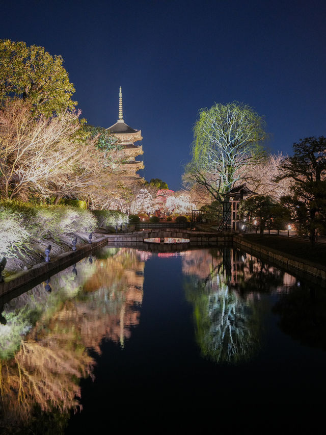 1000円で見れる絶景！春の訪れ🌸 京都と言えばド定番のココ‼️｢東寺｣