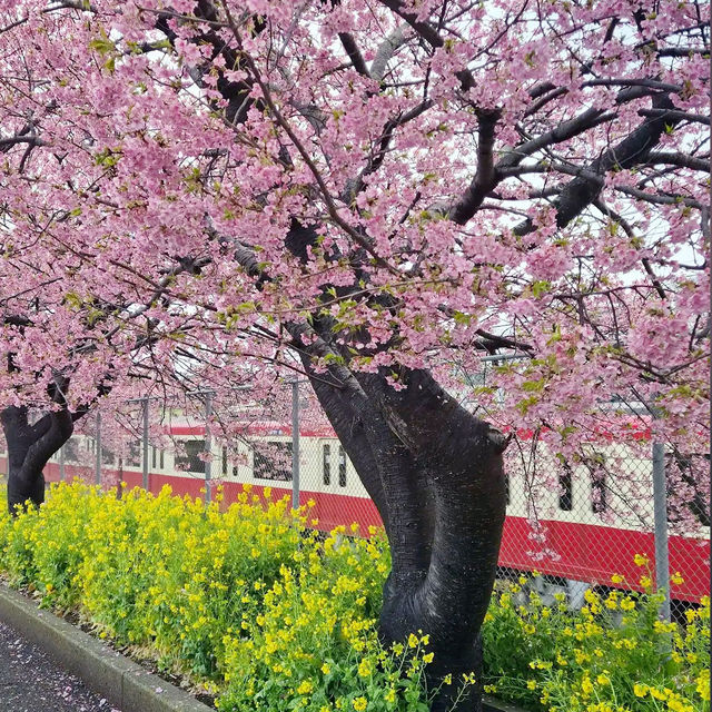 🌸 **河津櫻花觀賞地點遊覽分享** 🌸