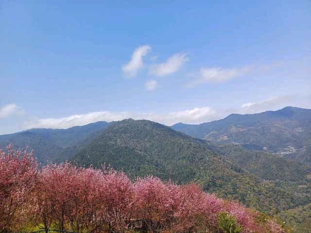 尖石泰崗部落的粉紅風暴太美了