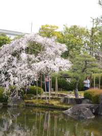 【兵庫×春旅】  