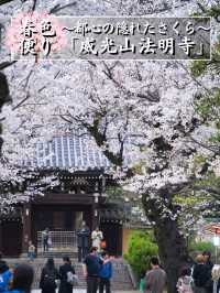 【東京】行かなきゃ損‼️都会の喧騒を忘れて桜を愛でる✨※屋台もあるよ
