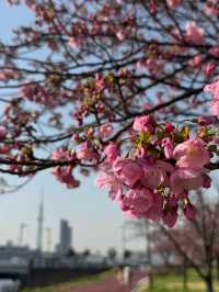Chasing Sakura at Shioiri Park 🌸