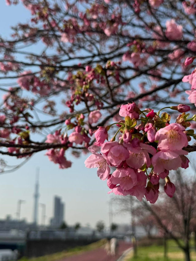 Chasing Sakura at Shioiri Park 🌸