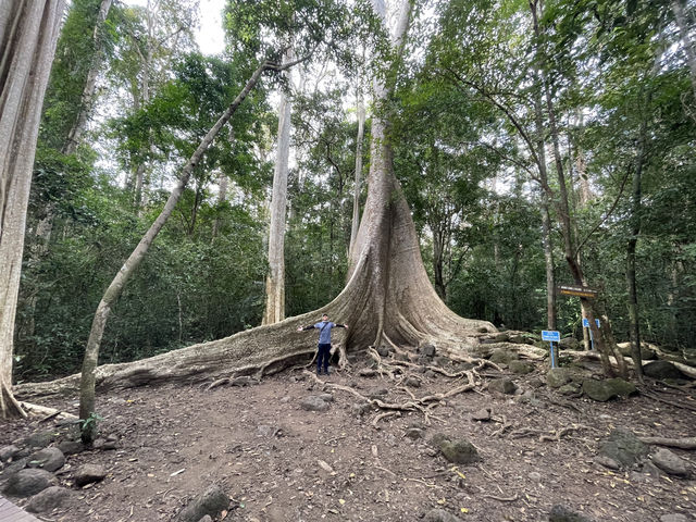 Into the woods!