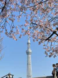 🌸【2025東京晴空塔櫻花暴擊！】  