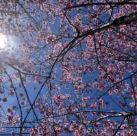Hidden In Alishan, Taiwan!! Early Spring Cherry Blossoms
