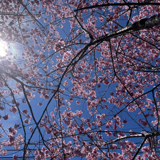 Hidden In Alishan, Taiwan!! Early Spring Cherry Blossoms