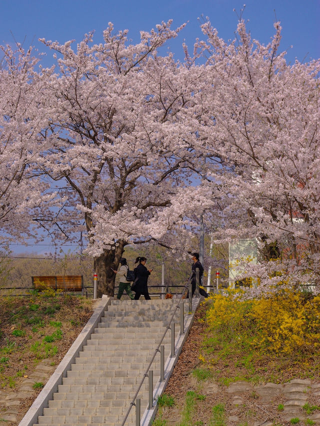 🌸 안양 충훈 벚꽃축제, 봄의 낭만을 만끽하는 완벽 여행지!
