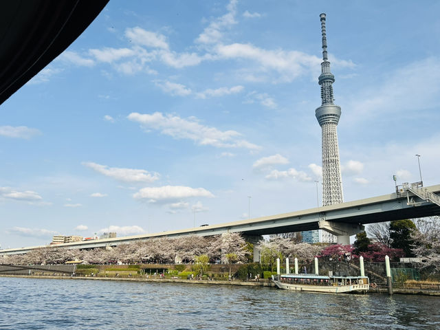 春爛漫！浜離宮から浅草、月島もんじゃまで満喫する桜ルート🌸