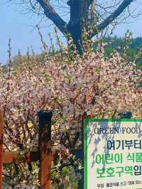 A Cherry Blossom Spectacle