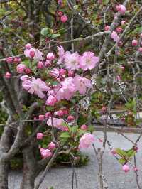 Spring Visit to Daigyoji Temple – A Hidden Floral Sanctuary in Kamakura