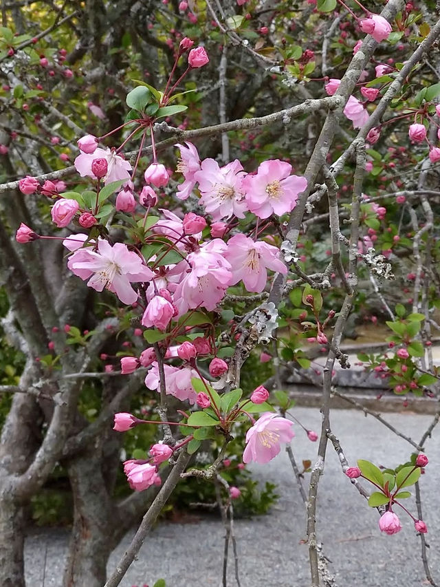 Spring Visit to Daigyoji Temple – A Hidden Floral Sanctuary in Kamakura