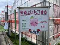 潜入"空飛ぶいちご"体験