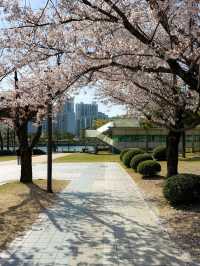 벚꽃 피크닉이 가능한 부산 APEC 나루공원🌸