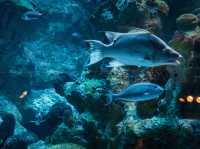 波士頓新英格蘭水族館