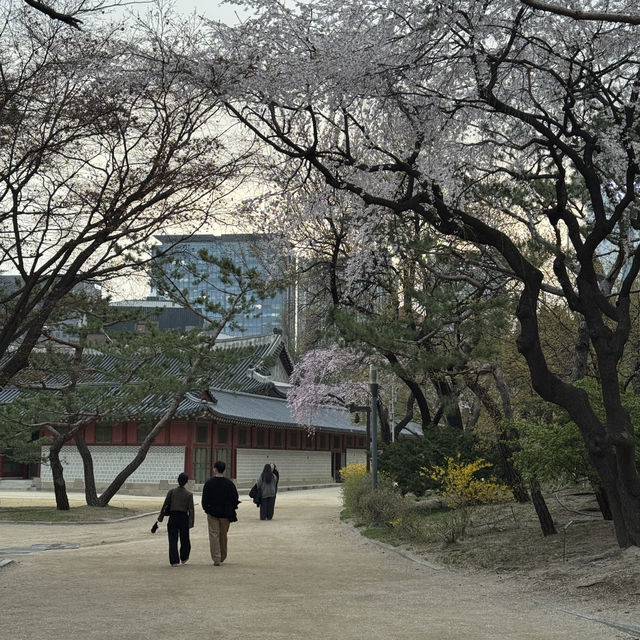 서울 벚꽃 명소 덕수궁 석조전
