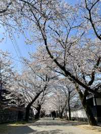 【福岡観光】桜パトロール