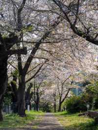 青山霊園の桜の早朝スナップ🌅 – 朝の光を浴びた桜の美しさ