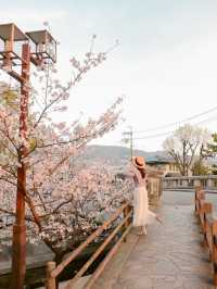 朝日に染まる桜🌸💓