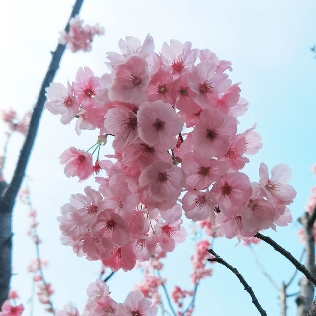 台中市政府~櫻花樹下的秘境
