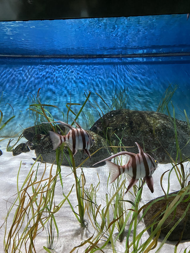 新加坡🇸🇬全球最大水族館之一🐠🪼