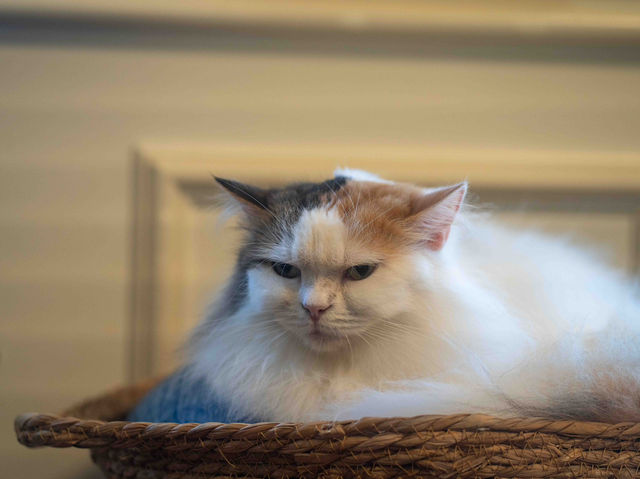 【九州自然動物公園の猫カフェ】🐱☕️