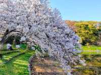 大阪賞櫻-花博公園鶴見綠地，世界各國庭園造景