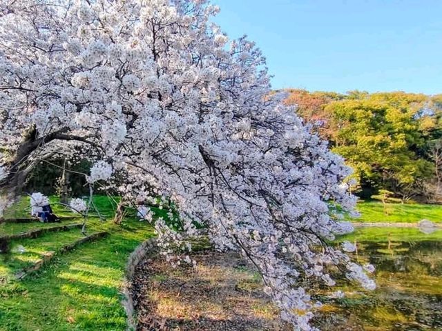 大阪賞櫻-花博公園鶴見綠地，世界各國庭園造景