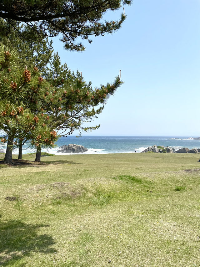 【青森×種差海岸】芝生が美しい海岸
