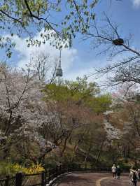Namsan Seoul Tower — A Blossom-Filled Spring Escape in the Heart of Seoul